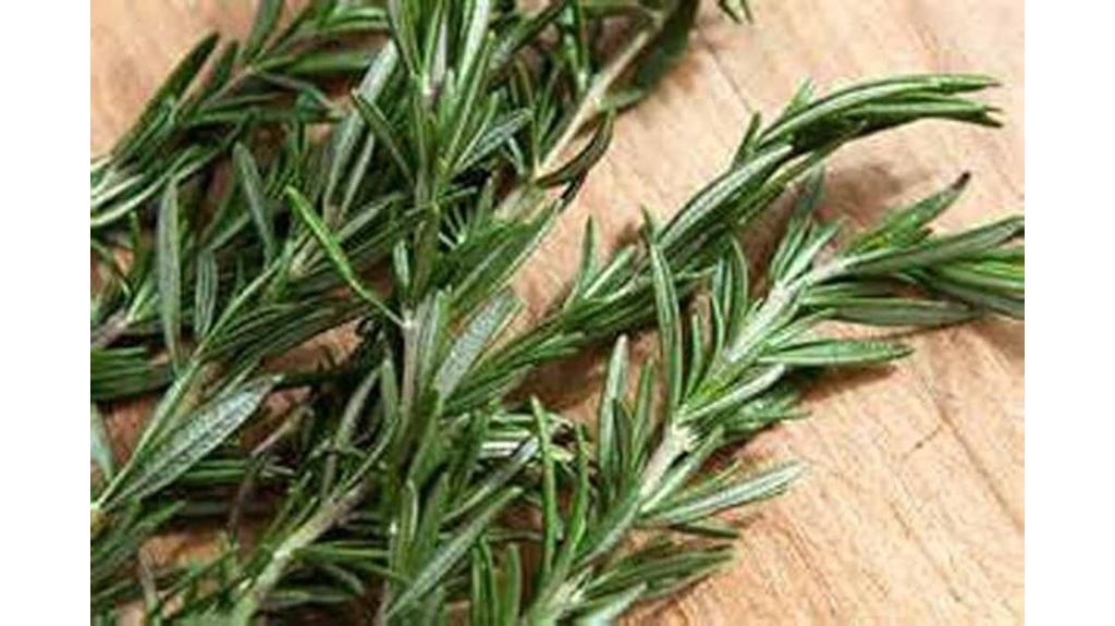 heirloom rosemary herb seeds