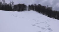 mysterious winter animal tracks