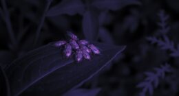 infrared insect camera science